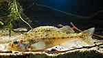   (Gymnocephalus cernua)