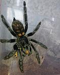 Psalmopoeus irminia (adult) ♀