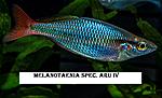 Melanotaenia spec. Aru IV