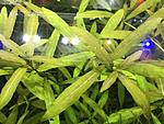   (Hygrophila polysperma) 
[01]