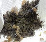 Hysterocrates gigas L1