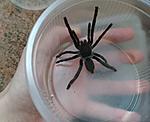 Hysterocrates gigas,   