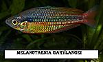 Melanotaenia garylangei