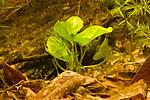 Nuphar lutea