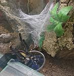 Poecilotheria metallica (11 L) ♀