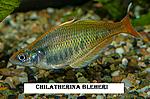 Chiletherina bleheri