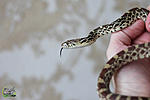   Pituophis catenifer sayi Albino, 1.0 18- 