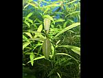   (Hygrophila polysperma) 
[02]
