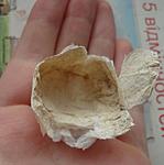   Hysterocrates gigas