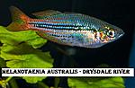 Melanotaenia australis   Drysdale river