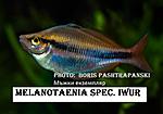 Melanotaenia spec. Iwur