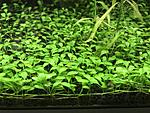   (glossostigma elatinoides) 
[01]