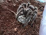 Lasiodora parahybana   