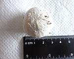  Hysterocrates gigas