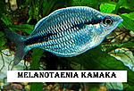 Melanotaenia kamaka