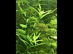   (Heteranthera zosterifolia) 
[01]
