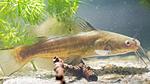   (Ictalurus punctatus)