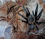 Chilobrachys sp.Kaeng krachan (11 L)