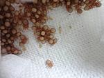 Hysterocrates gigas  2   