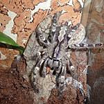 Poecilotheria hanumavilasumica (10 L) ♀