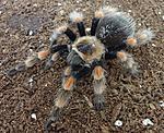  Brachypelma smithi x Brachypelma boehmei (10 L) ♀