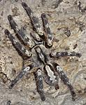 Poecilotheria smithi (adult) ♀