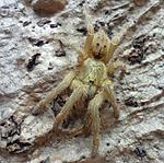 Pterinochilus lugardi (7 L) ♂