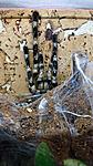 Poecilotheria regalis   
