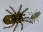     Poecilotheria regalis 2  Lasiodora parahybana 2