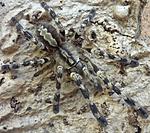 Poecilotheria hanumavilasumica (9 L) ♀