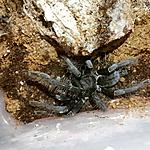 Phormigochilus carpenteri (sub adult) ♀