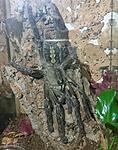 Poecilotheria rufilata (11 L) ♀