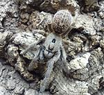 Ceratogyrus sanderi (13 L) ♀