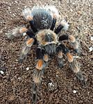  Brachypelma smithi x Brachypelma boehmei (10 L) ♀