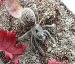 Ceratogyrus sanderi (13 L) ♀