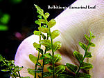 Tamarind Leaf 1