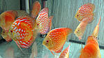 IMG 5085