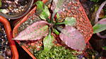 Cryptocoryne reginae "SilverQueen"