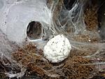  Poecilotheria regalis