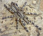 Poecilotheria hanumavilasumica (9 L) ♀