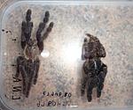Lampropelma nigerrimum (Simon, 1892) ♀ . 
Lampropelma nigerrimum arboricola (ex. Borneo black) (Schmidt & Barensteiner, 2015) ♀ .