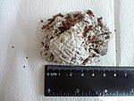 - Lasiodora parahybana
