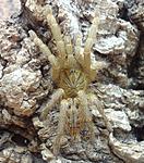Pterinochilus lugardi (7 L) ♂