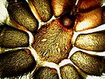 Hysterocrates gigas (7 L)