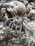 Ceratogyrus sanderi (13 L) ♀