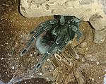 Pamphobeteus nigricolor (adult) ♀