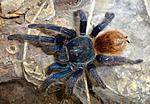 Chromatopelma cyaneopubescens (adult) ♀