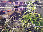 Epiplatys annulatus 2