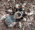  Brachypelma smithi x Brachypelma boehmei (10 L) ♀