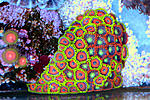 Mix zoa 2